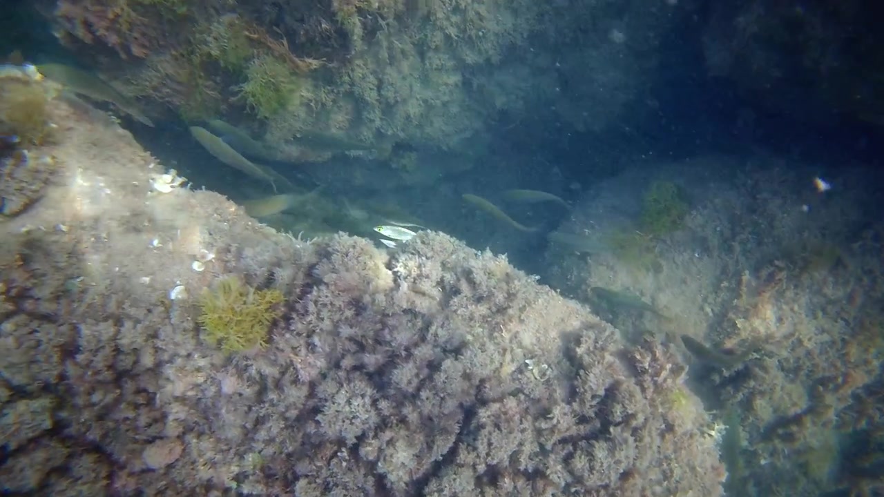 Large underwater rock formation covered with brown seaweed and marine vegetation in turquoise coastal water