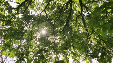 European-Chestnut-sun-through-Leaves