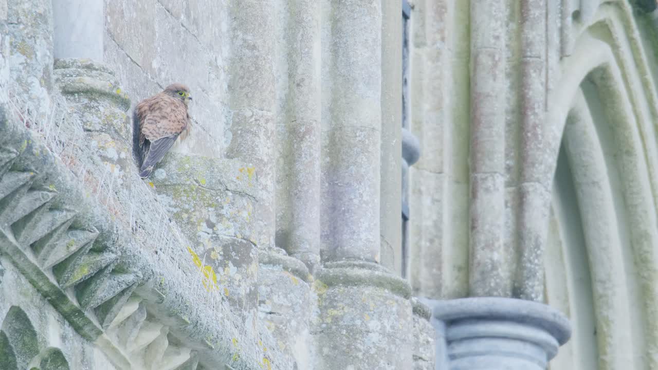 Gheppio comune giovane che riposa sull'architettura in pietra consumata di una cattedrale storica. Piccolo falco appollaiato sulla sporgenza di un edificio gotico ornato in un ambiente di fauna selvatica urbana nel Regno Unito