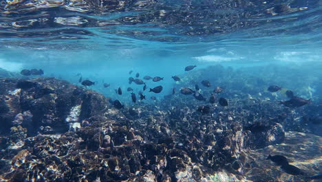 pez negro, olas azules