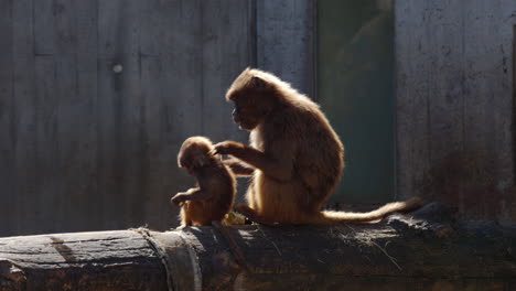 small monkey family with mother and child eating a celery at zoo in sunny spring weather and morning mood