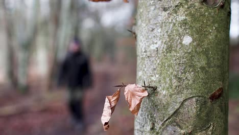 Person,-Die-Auf-Einen-Baum-Mit-Gelben-Blättern-Zugeht-Und-An-Der-Kamera-Vorbeigeht