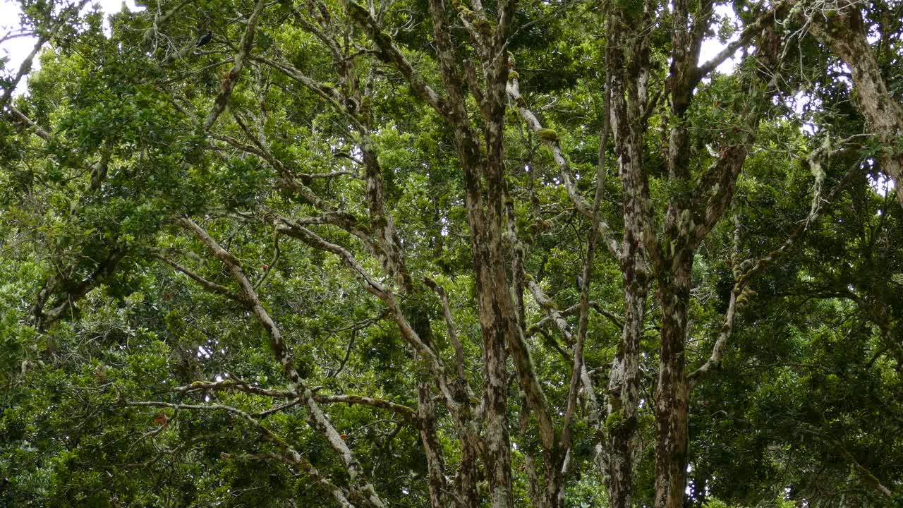 Black and white acorn woodpecker birds fly between the mossy branches of the rainforest trees
