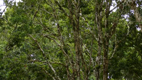 Black-and-white-acorn-woodpecker-birds-fly-between-the-mossy-branches-of-the-rainforest-trees