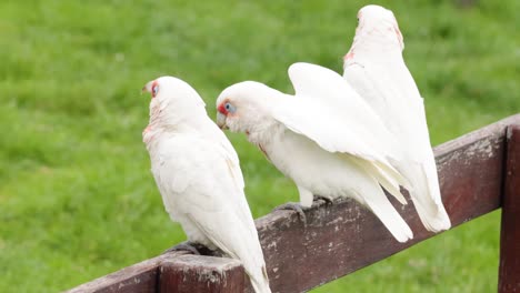 three cockatoos interacting on a wooden fence