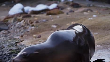 California-Sea-Lion-Female-Jumps-Into-Water-in-Winter---close-up-tracking