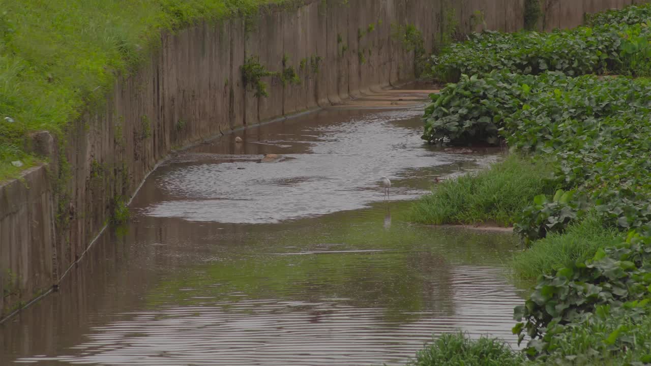 연못 물에 서있는 작은 백로