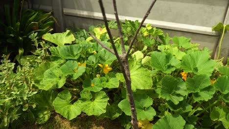 Calabaza-Y-Lechuga-Que-Crecen-En-El-Jardín-De-Una-Casa