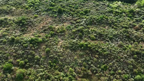 Vista-Aérea-De-Una-Duna-Cubierta-Cerca-De-Oostvoorne-En-Los-Países-Bajos