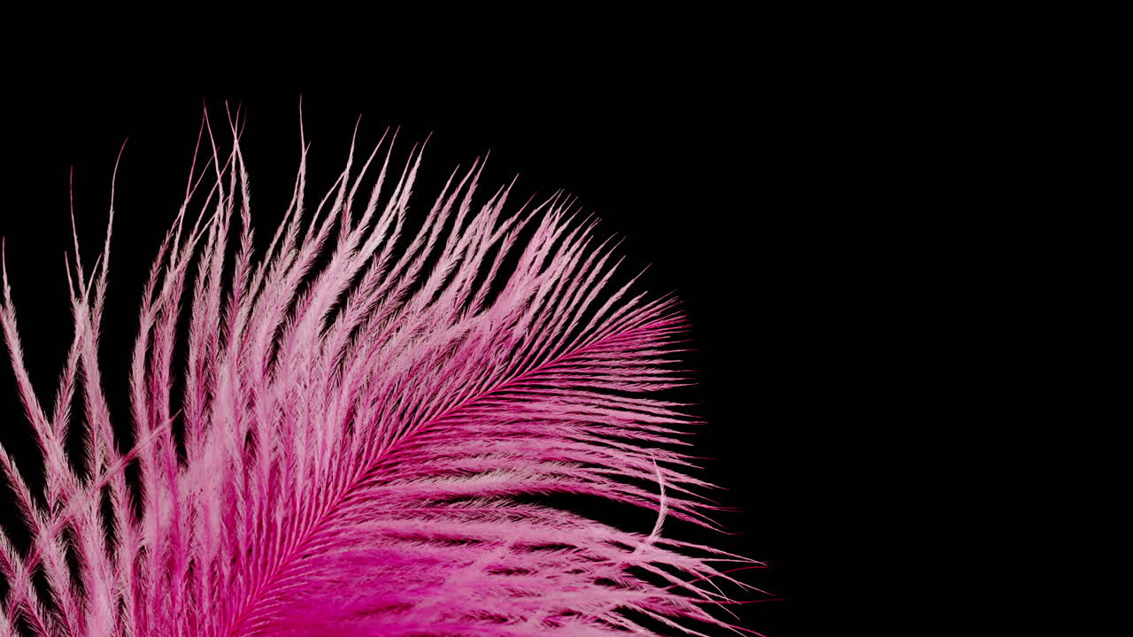 Pink Ostrich Feather on Black Background