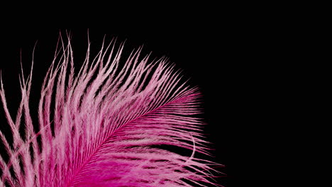 pink ostrich feather on black background