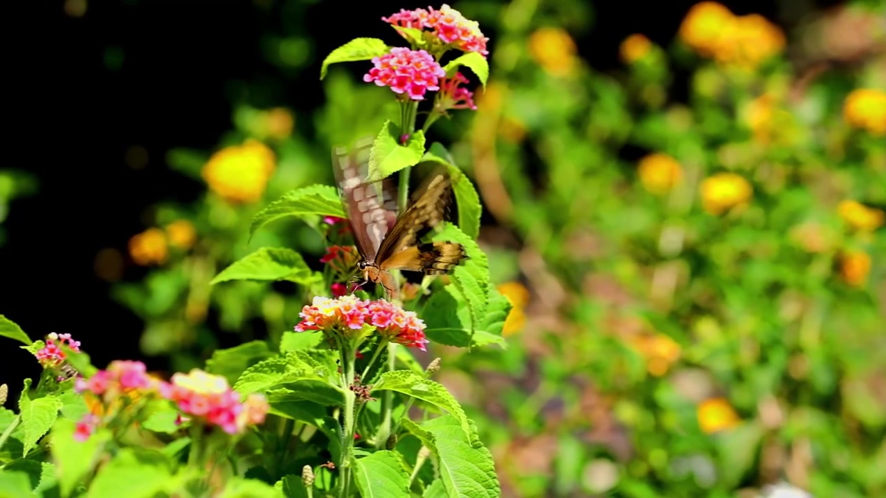 A Large butterfly drifts between blooms of this beautiful garden sipping nectar from each bloom in slow motion
