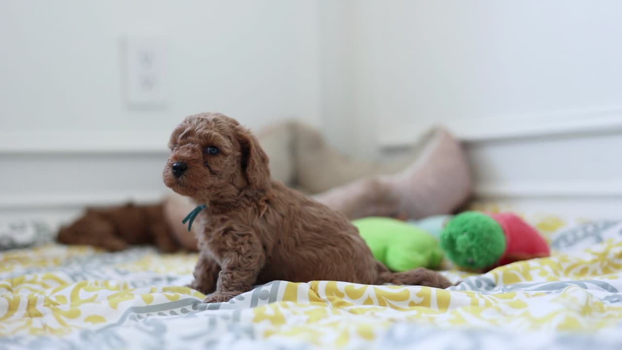 카메라를 보고 있는 강아지의 소중한 goldendoodle 품종