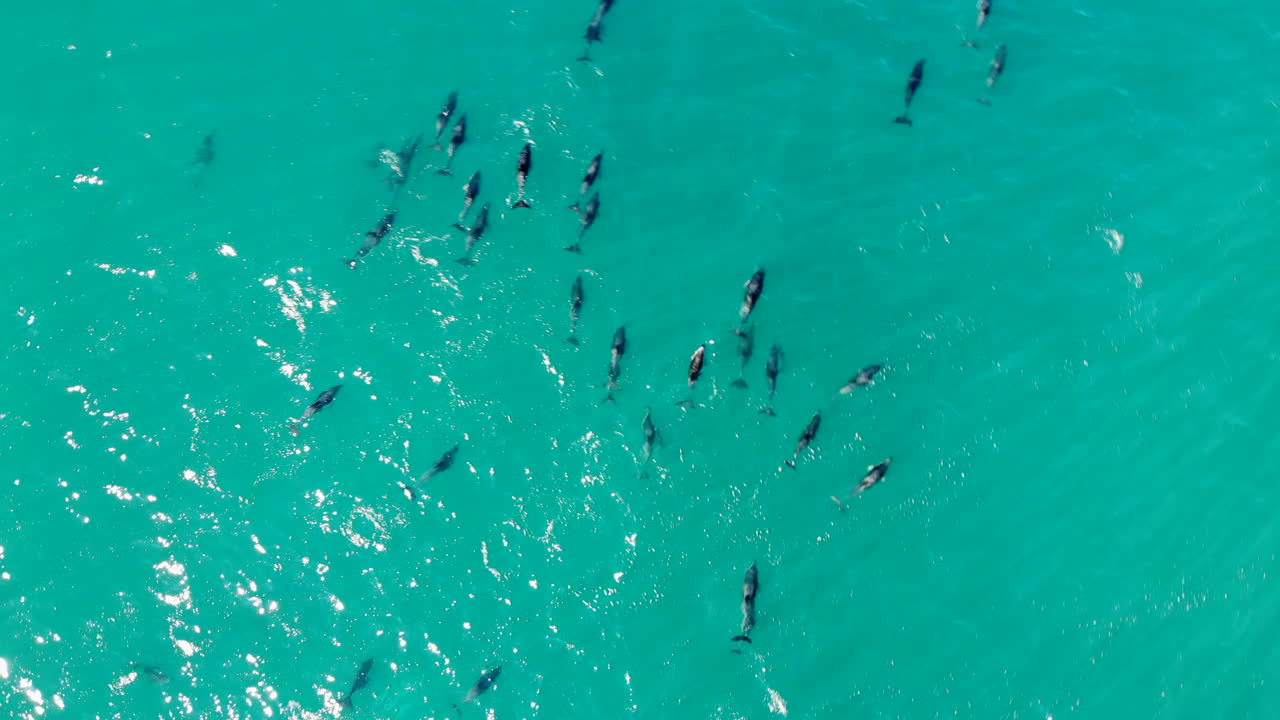 escuelas aéreas de delfines saltando disparos de drones de 4k