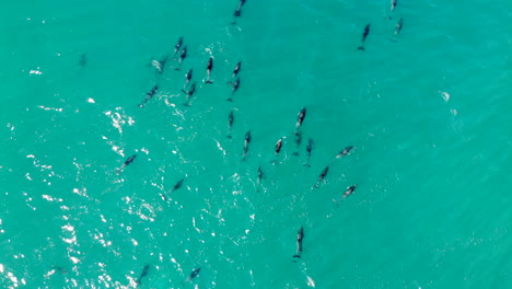 aerial school dolphins jumping 4k drone shot