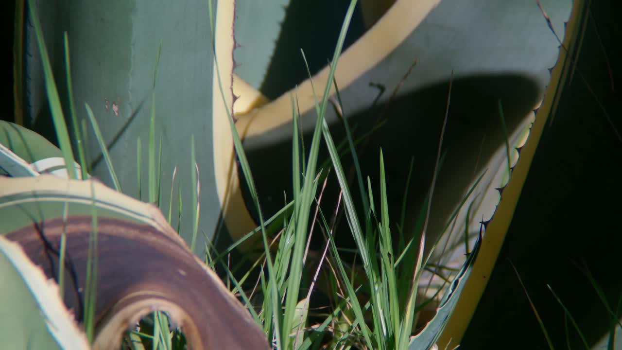 Close-up of Agave Plant with Grass