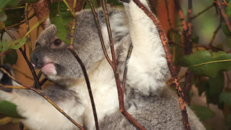 koala agarrado a pequeñas ramas comiendo hojas de eucalipto