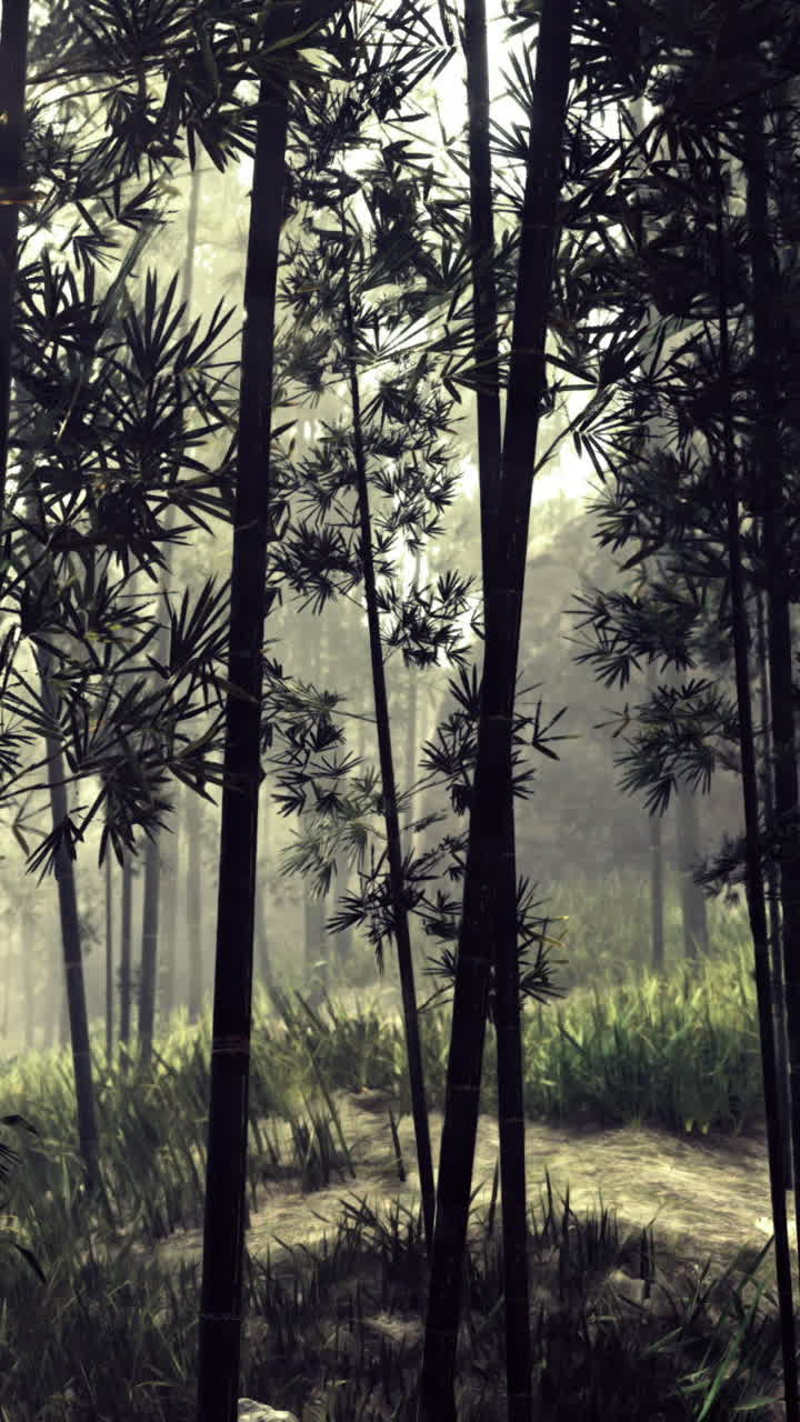 Alberi di bambù lungo un sentiero in una foresta al chiarore del mattino.