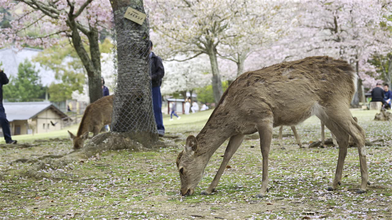 Zwei Rehe streifen frei in einem Park umher, der voller blühender Kirschbäume ist. BesucherInnen genießen die lebendige Landschaft, während sie die Tiere in ihrem natürlichen Lebensraum beobachten