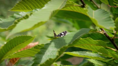 butterfly on a green leaf, flies off quickly, its colors are red, blue, white and black, with reflections