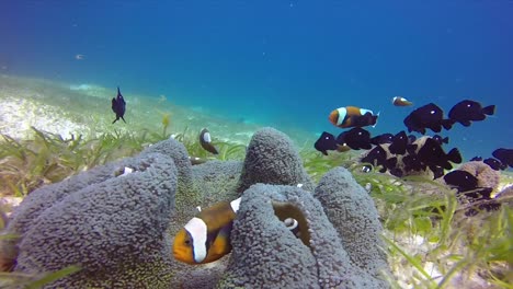 Saddleback-anemone-clown-fish-Nemo-chases-some-mollies-from-its-carpet-coral-home-at-65%-slow-motion