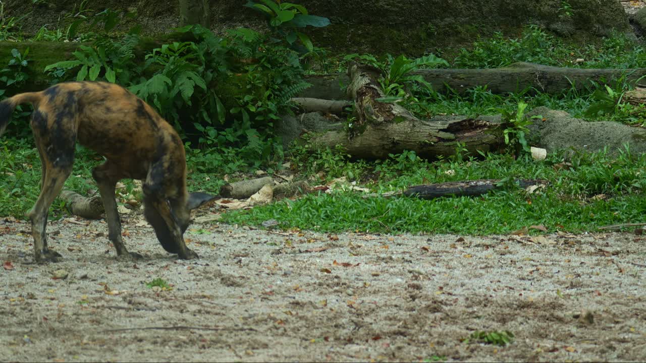 Un licaone (Lycaon pictus) urina per marcare il suo territorio, scatto ravvicinato.