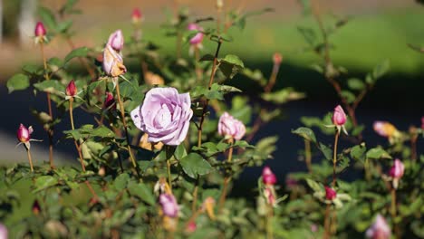 Beautiful-pink-roses-in-the-garden