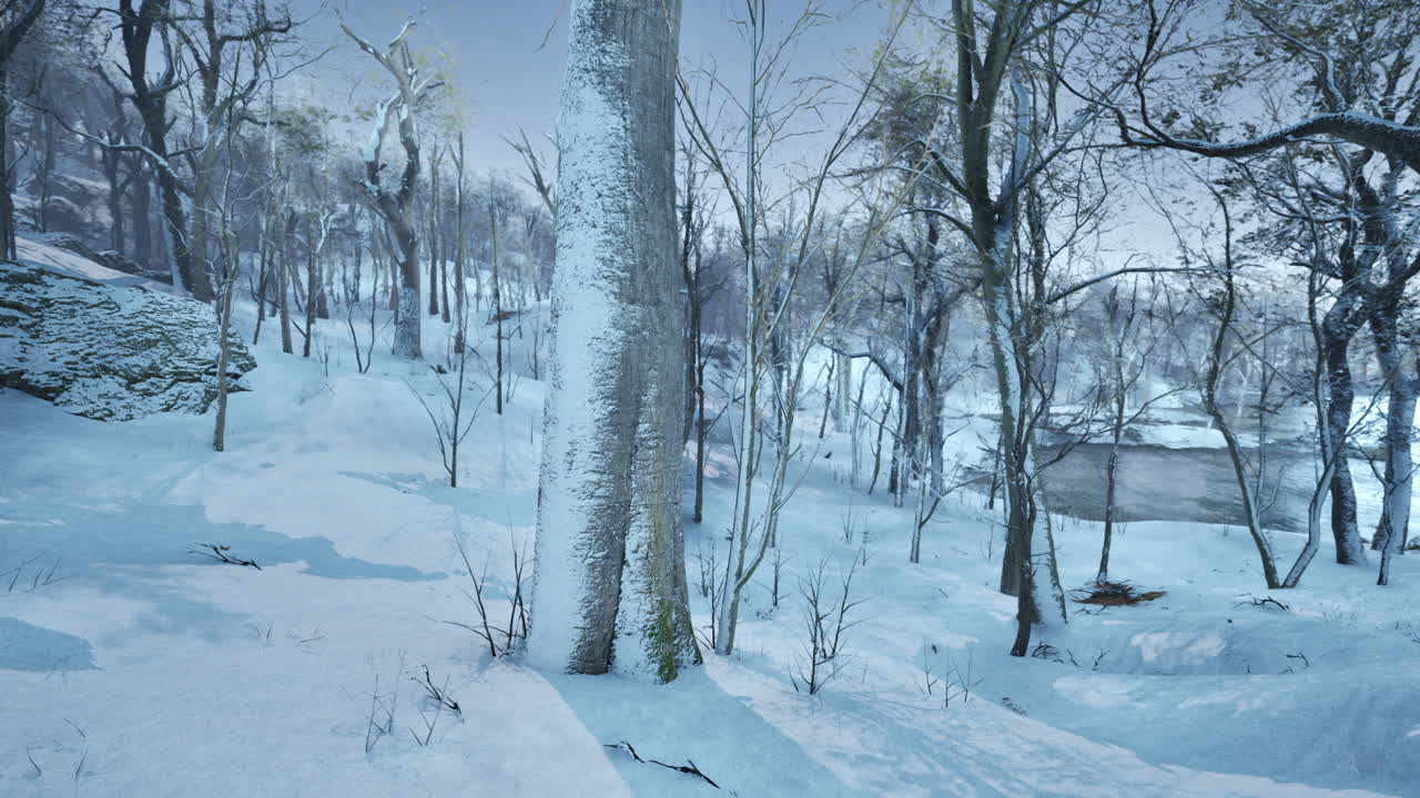 겨울의 숲 장면