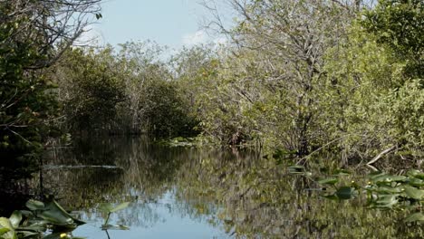 Slow-motion-left-trucking-shot-of-a-murky-swampy-waterway-in-the-Florida-everglades-near-Miami-covered-in-Lily-pads-and-surrounded-by-large-mangroves-on-a-warm-sunny-summer-day