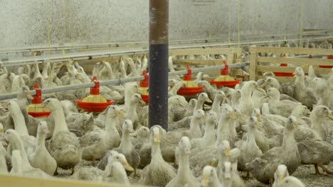 crowd of ducks at poultry farm