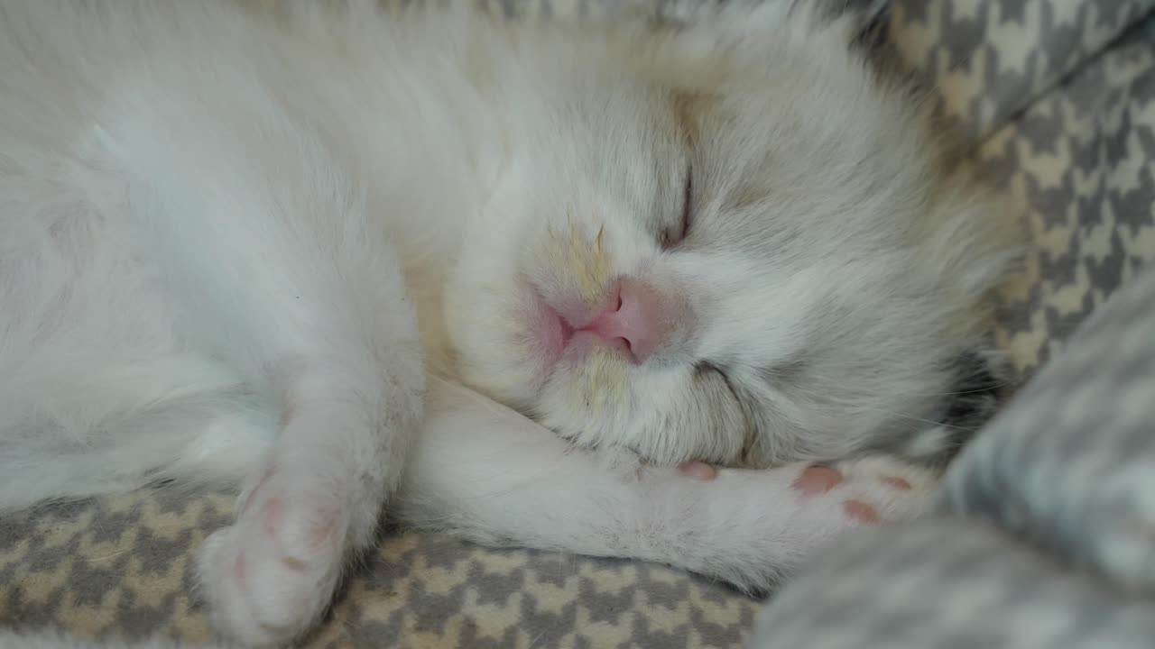 2 주 된 작은 래그돌 새끼 고양이 는 피곤 해져 잠들었다