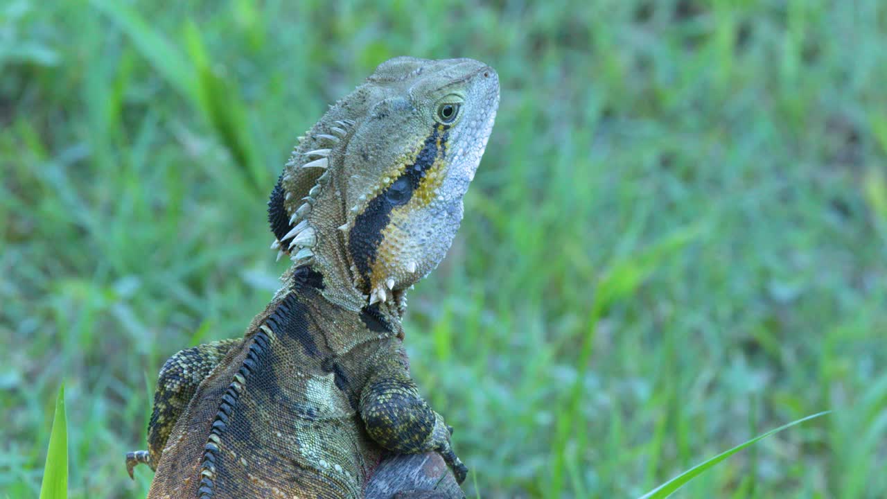 Close-up shot of an Australian water dragon resting on a log in natural daylight