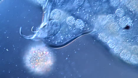 microscopic organism capturing a food particle