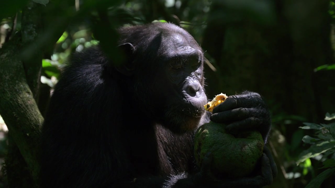 Scimpanzé (Pan troglodytes) seduto pacificamente sul terreno della foresta, mentre mangia un frutto di Trichilia, primo piano, foresta di Kibale, Uganda