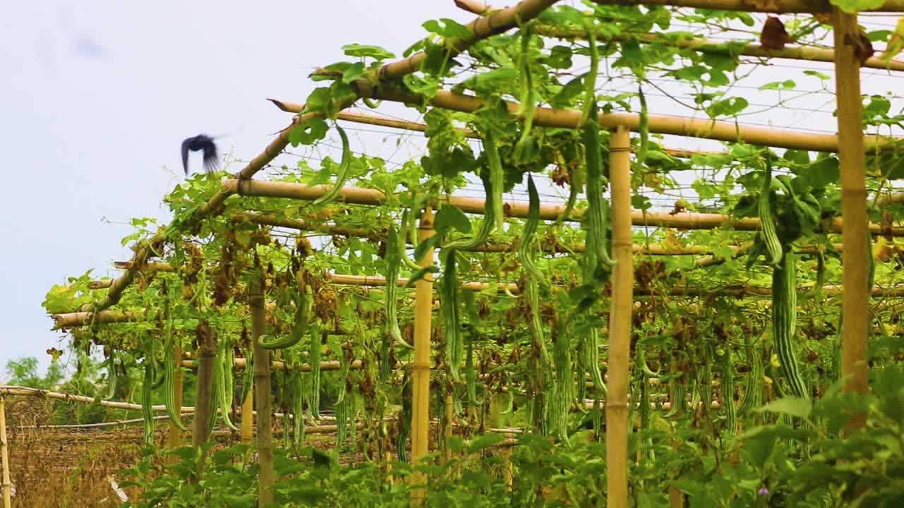 jardín de verduras de calabaza serpiente, pájaro drongo, estructura de bambú, agricultura de bangladesh