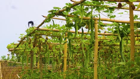 Huerto-De-Calabaza-Serpiente,-Pájaro-Drongo,-Estructura-De-Bambú,-Agricultura-De-Bangladesh