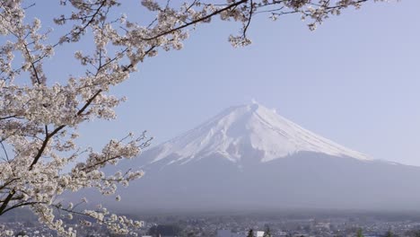 perfect view over mt. fuji with snow cover and sakura cherry blossoms