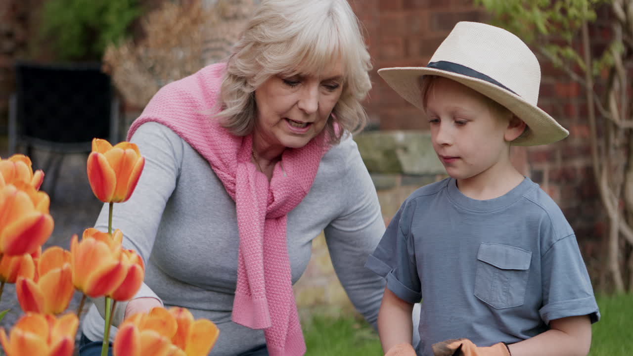 Grandmother and grandson gardening with tulips