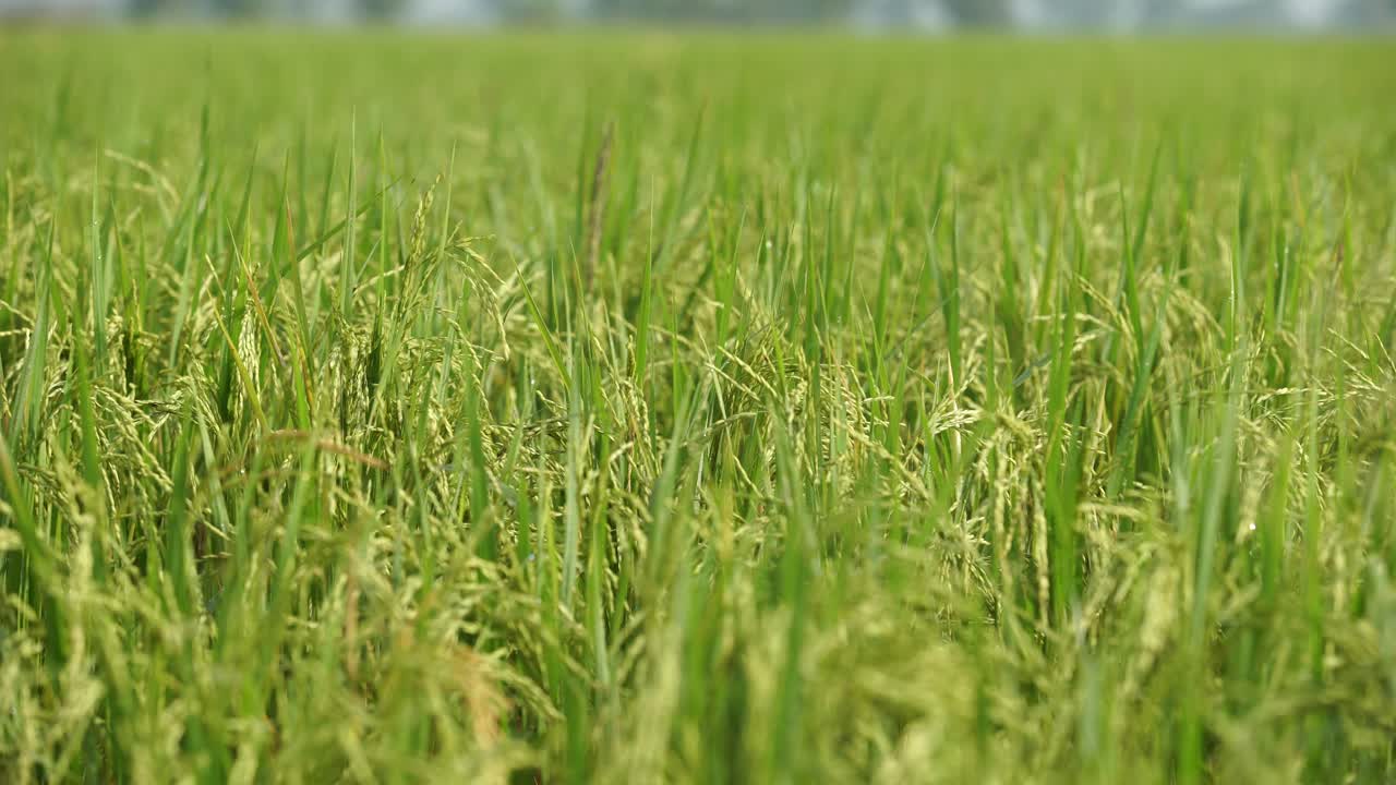 쌀은 많은 아시아 국가에서 주식입니다.