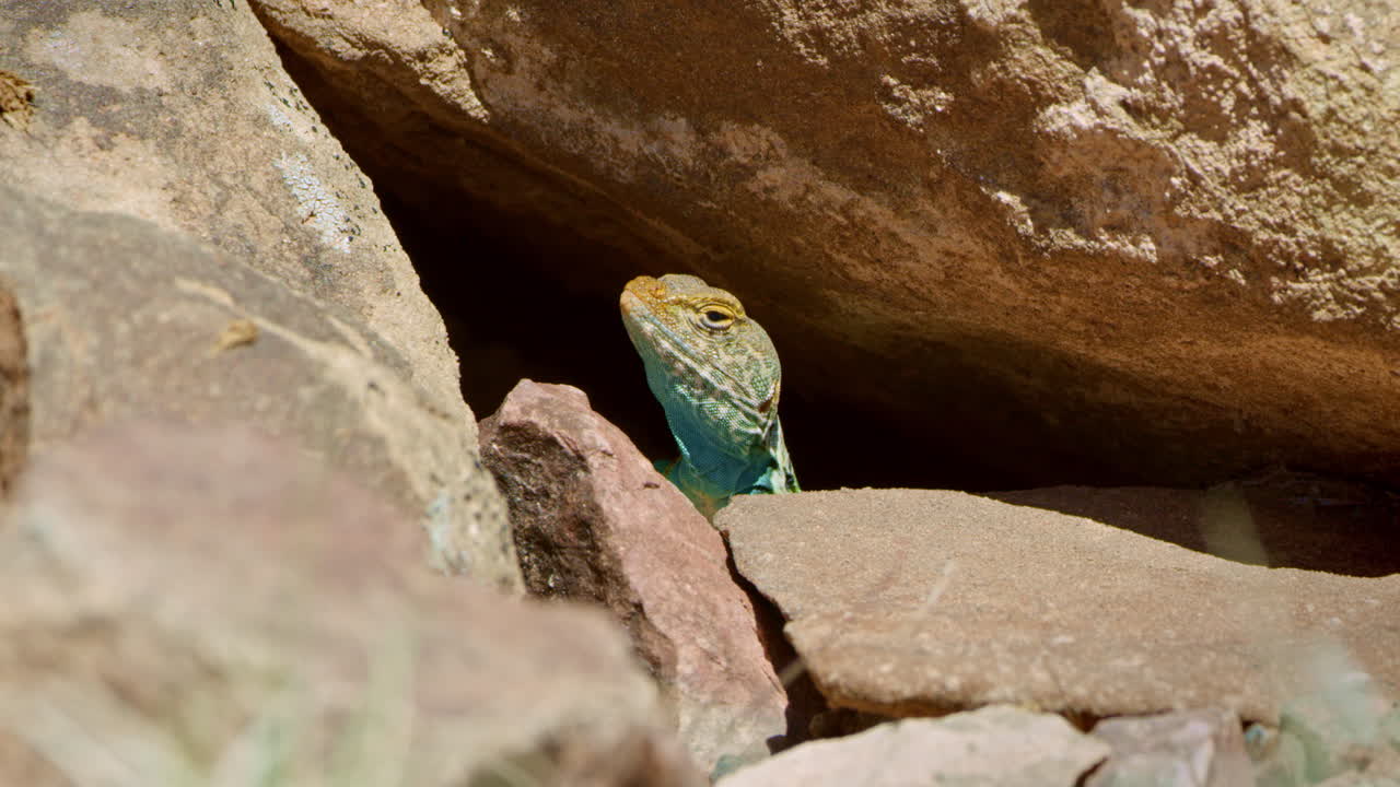 cerrar lagarto con collar mirando a la cámara desde un montón de rocas
