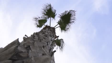 bottom spin view of a palm tree with short leaves in spain slow motion