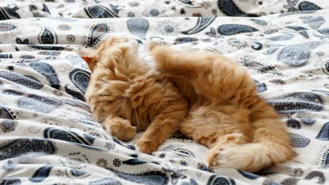 cute ginger cat lying in bed. fluffy pet is scratching its ears and going to sleep. cozy home background