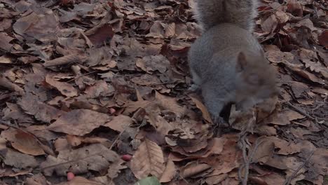 curiosas ardillas del bosque forrajeando y comiendo nueces en el parque forestal de otoño