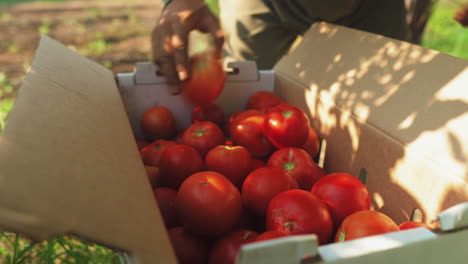 packing red tomatoes into a box