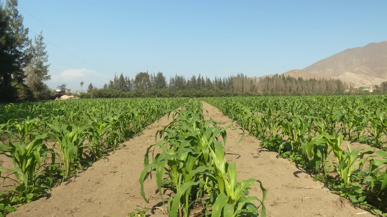 un campo lleno de filas de pequeñas plantas de maíz jóvenes