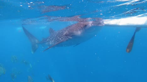 Gente-En-El-Mar-Junto-Con-Los-Peces-En-La-Isla-De-Pacijan,-Filipinas