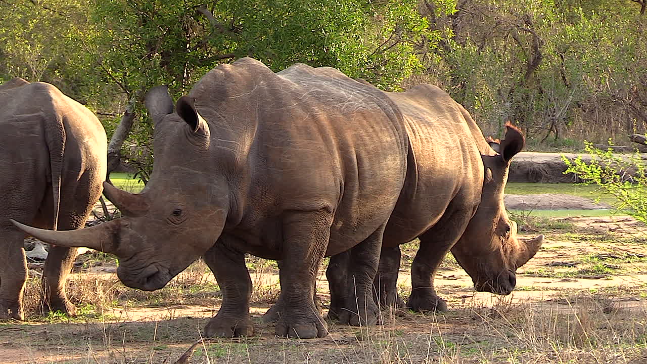 흰 코뿔소는 따뜻한 아프리카 태양 아래 등을 맞대고 서 있다