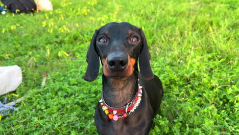 very cute black dachshund dog with a necklace standing on green grass in a park, sweet wiener dog, sausage dog pet, 4k shot