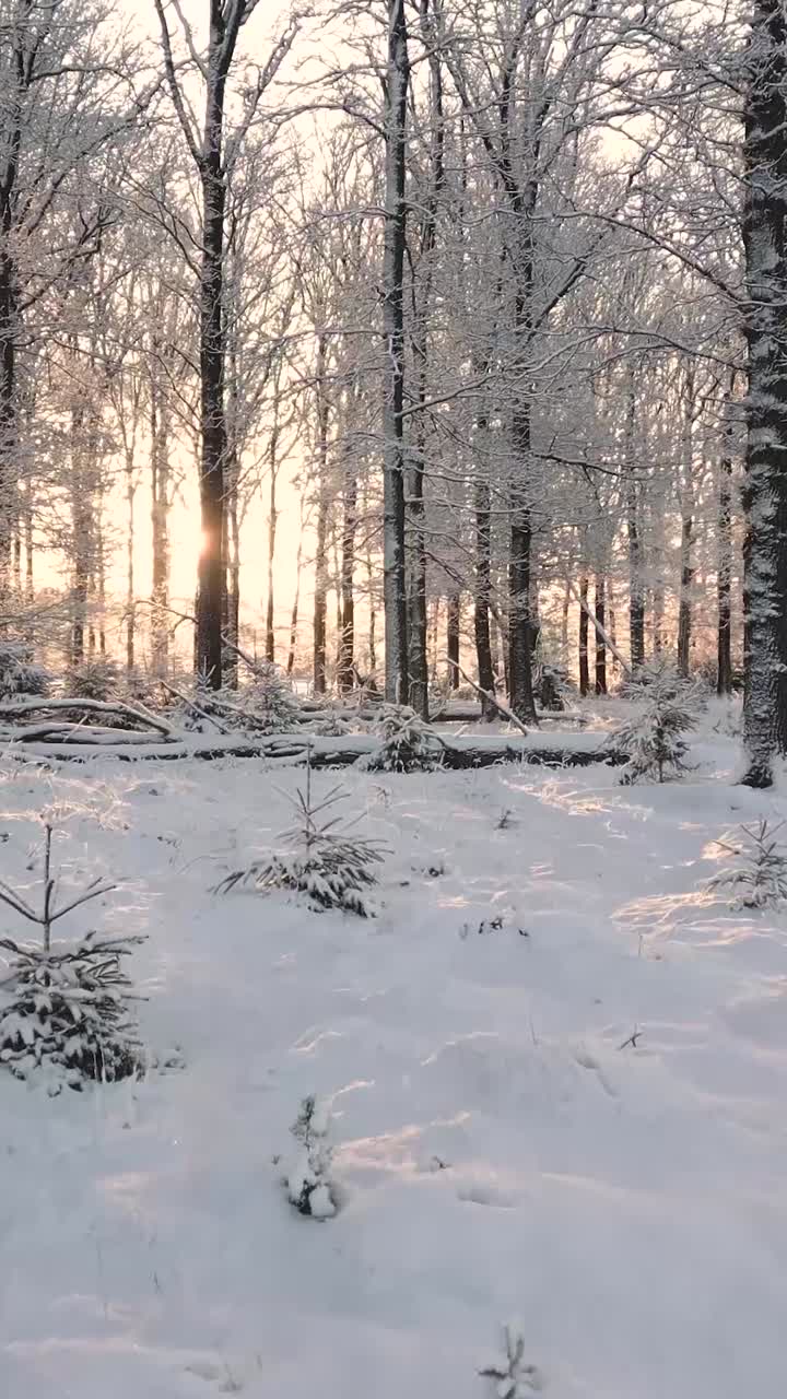 Vinter skov solnedgang