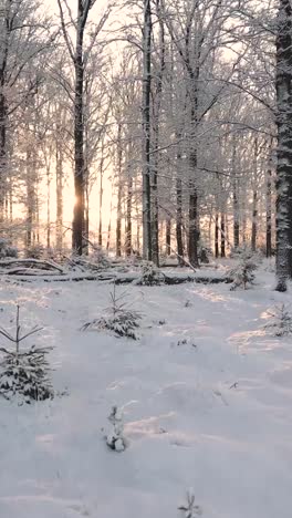 winter forest sunset